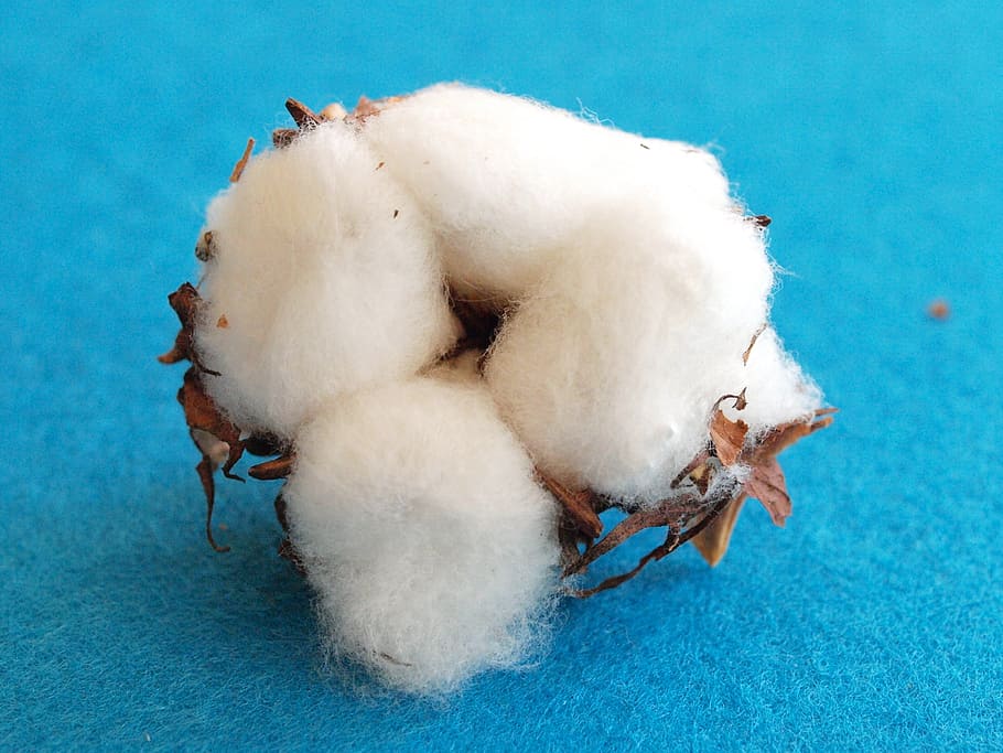 white, brown, plant, cotton, cotton flower, wool, white blossom, blue, close-up, nature