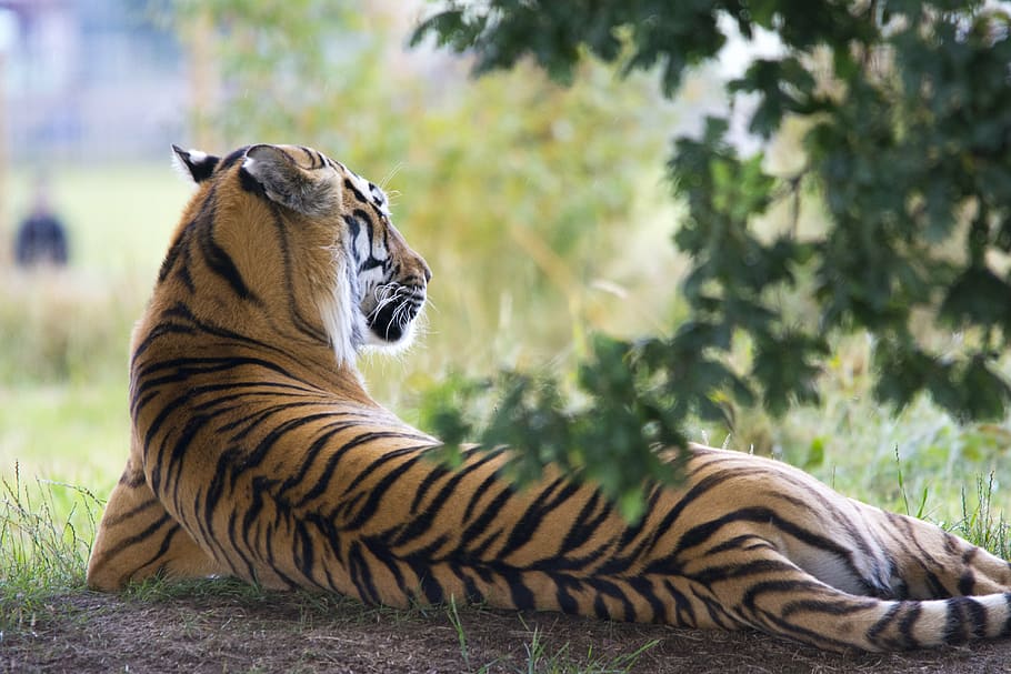 acostado, suelo, durante el día, tigre, vida silvestre, animal, zoológico, cerca, en peligro de extinción, rayado