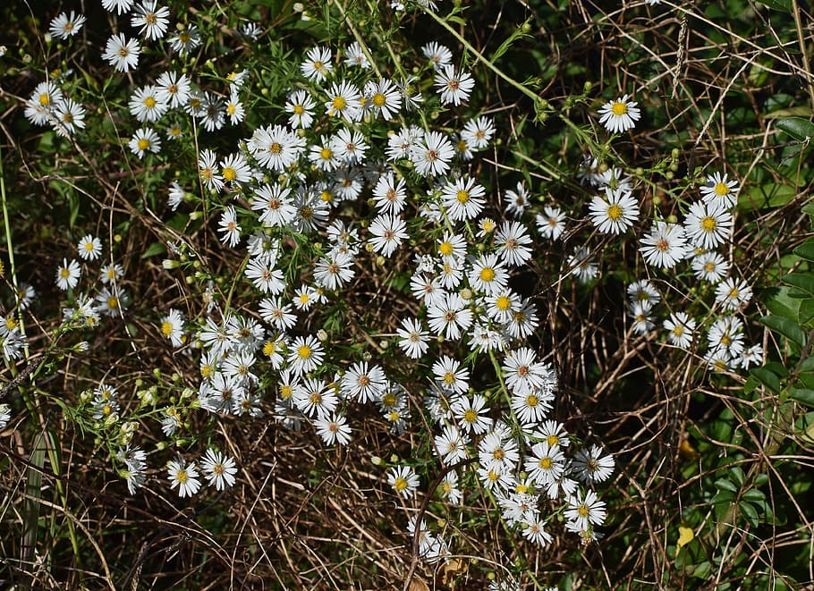 white aster, wildflower, flower, blossom, bloom, plant, nature, white, yellow, colorful