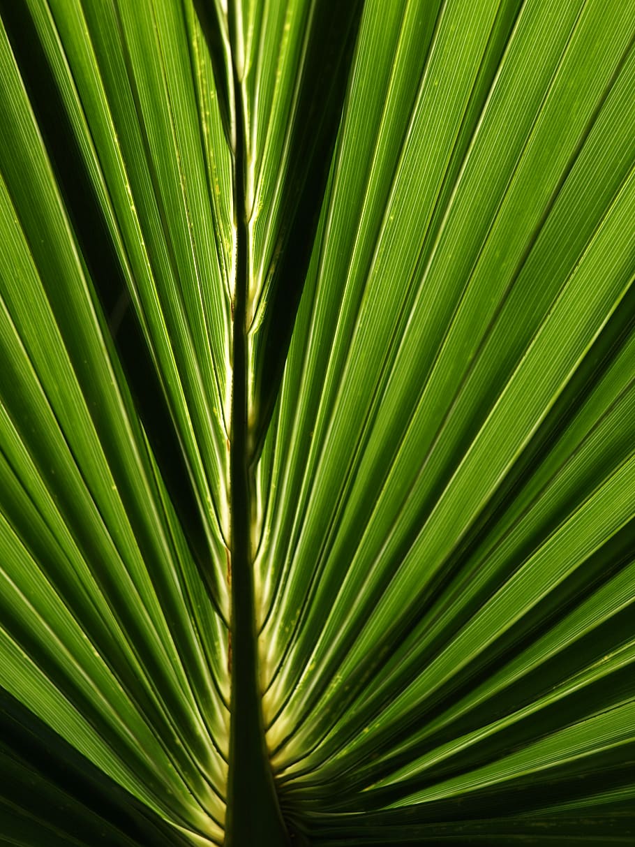 green, leaf, abstract, background, natural, pattern, backlit, leave, plant, nature