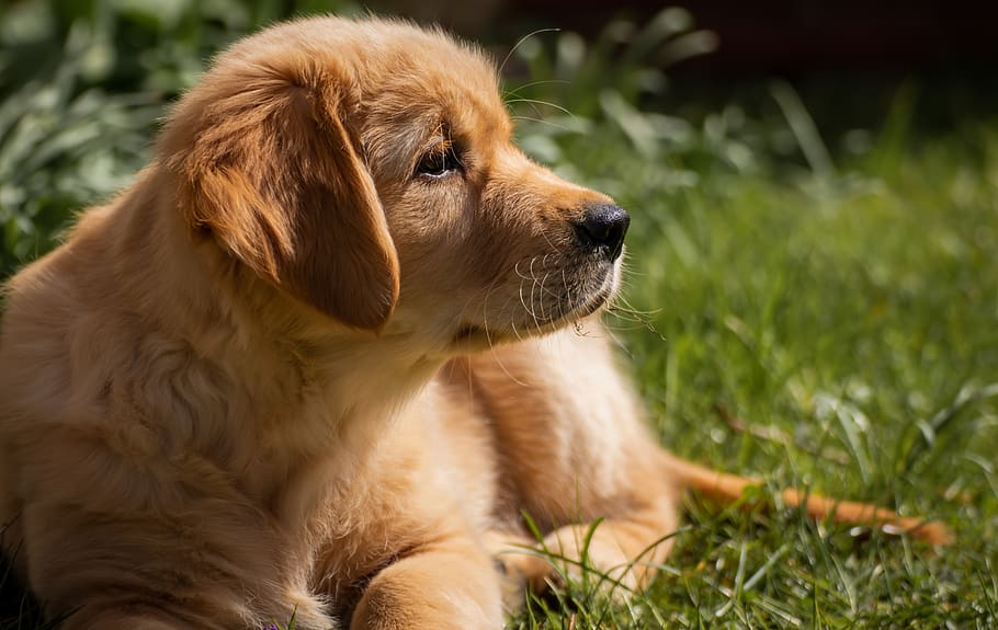 dog, small, puppy, golden retriever, sun, grass, portrait, pet, cute, animal portrait
