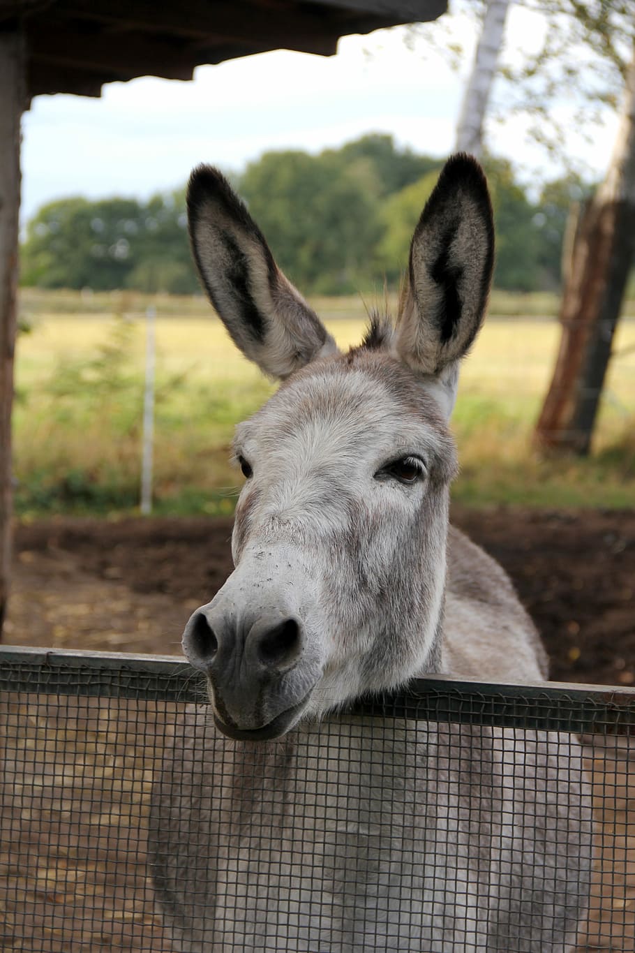 Donkey, Horse, Smart, Pasture, Animals, ride, nostrils, love for animals, farm, animal world