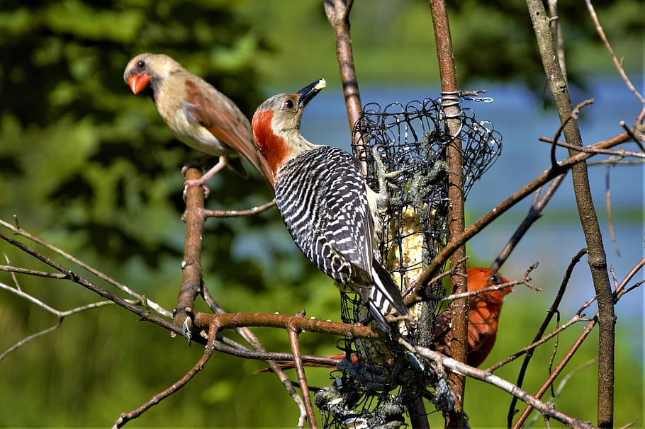woodpecker, cardinals, birds, feeder, pecking order, perched, staring, wary, dominating, domination