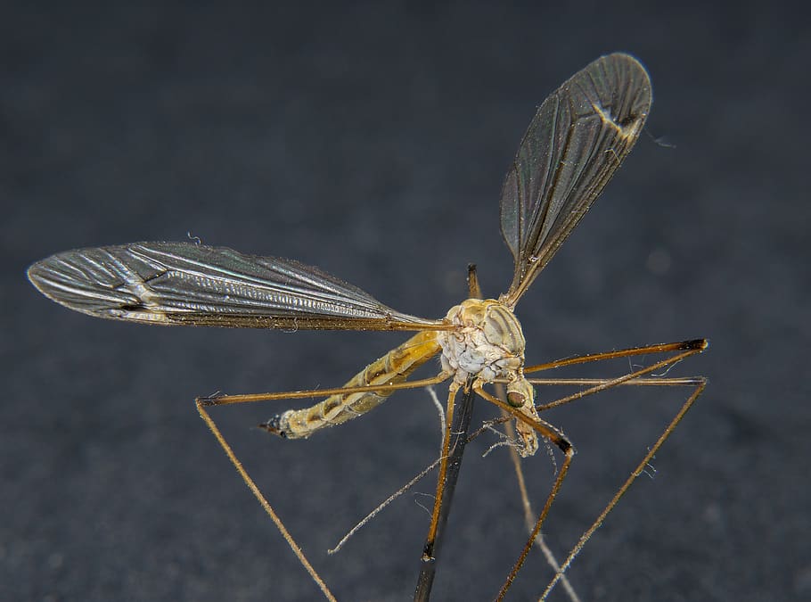 insect, daddy longlegs, close up, wing, macro, riesenschnake, mosquito, animal, macro photography, tipulidae