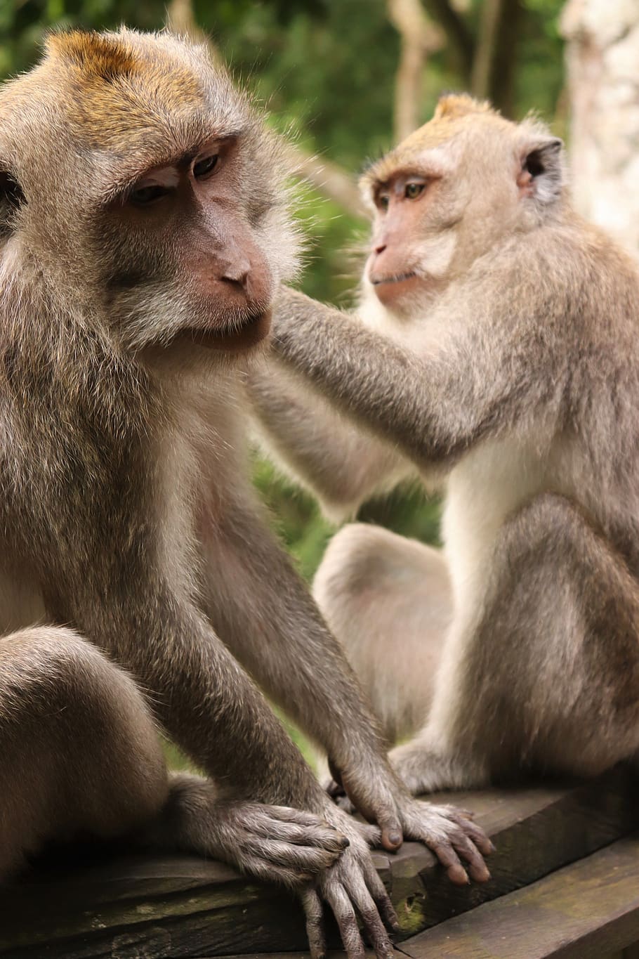 monkeys, caring, nature, love, animal, family, wild, group of animals,  mammal, two animals | Pxfuel