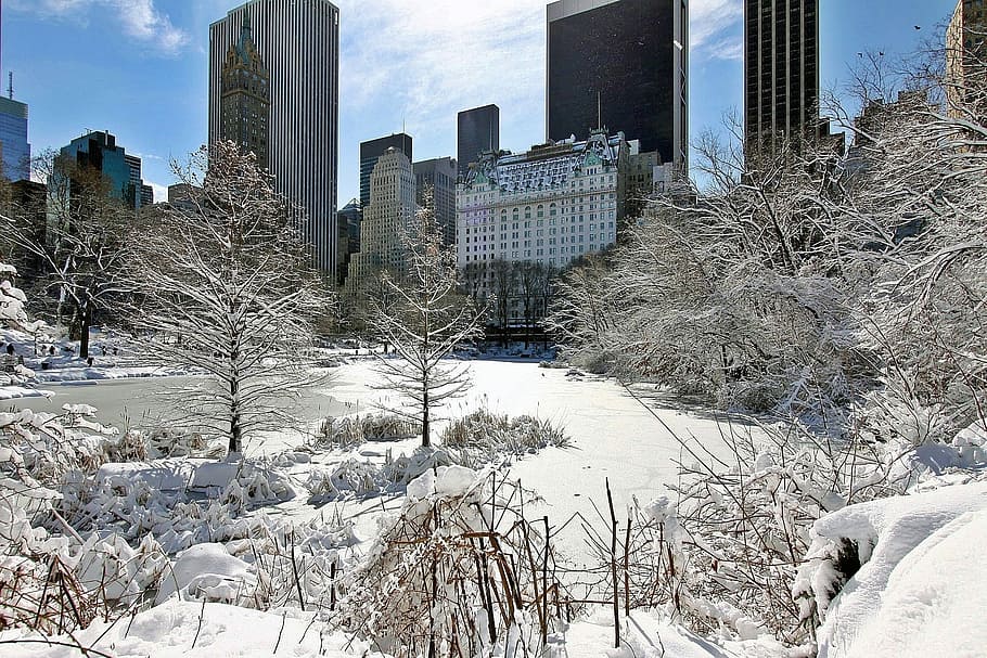 buildings, winter season, New York, City, Manhattan, Central, Park, new york, city, central, park, snow