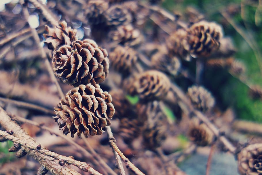 trees, nature, pines, branches, fall, brown, bokeh, outdoors, plant, close-up