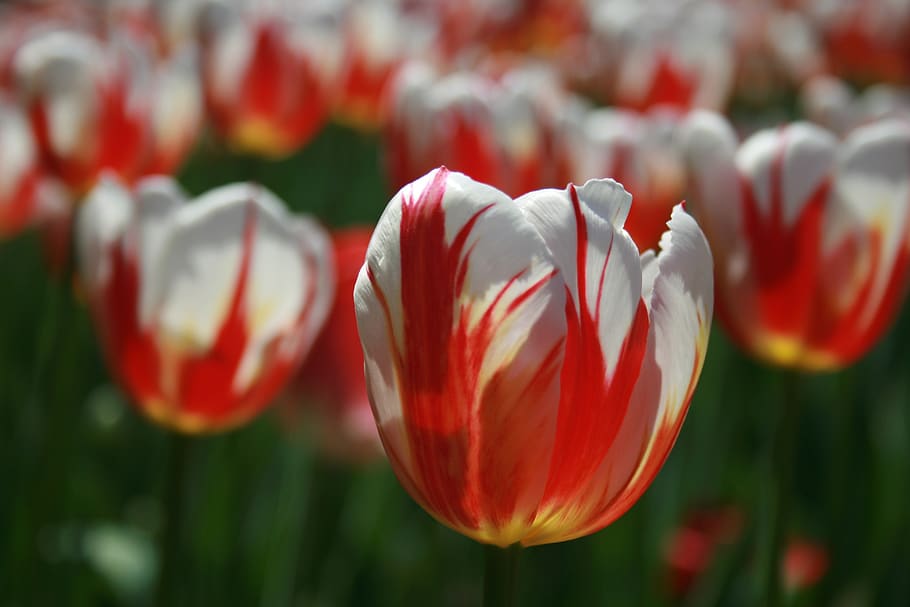 tulipán, macro, pétalos, naturaleza, jardín, primer plano, pascua, primavera, floración, desenfoque