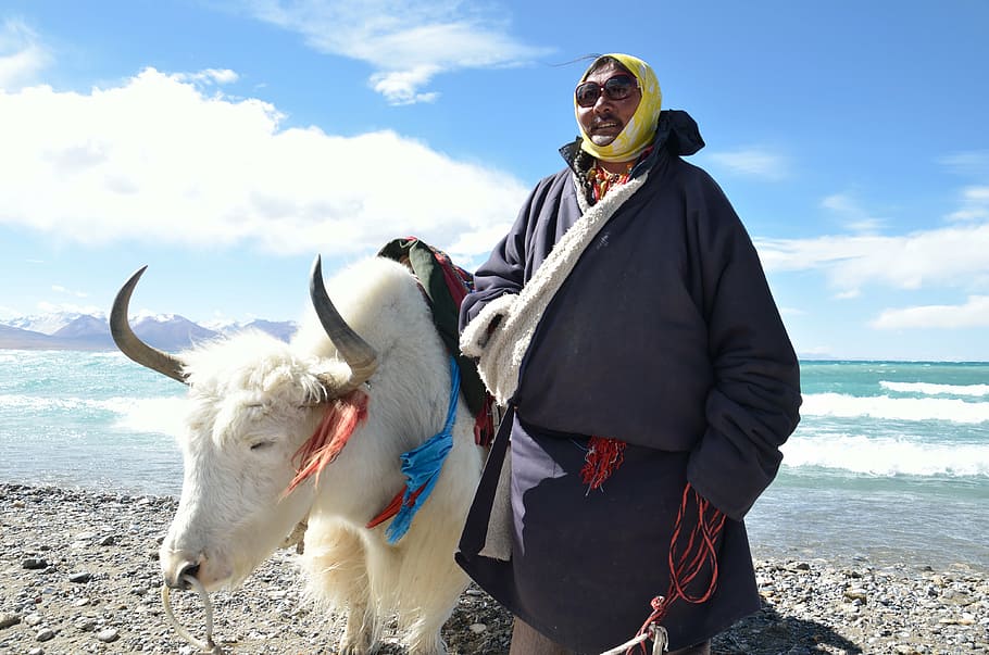 woman, standing, white, highland cattle, sea, daytime, tibet, tibetans, namtso, lake