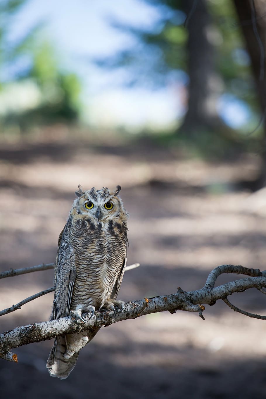 selective, focus photo, brown, owl perching, branch, great horned owl, tree, predator, wildlife, perched
