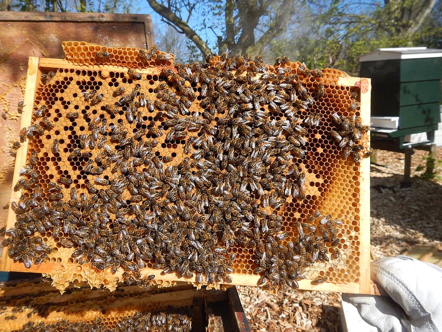 bees, harlem, honey, beekeeping, bee, apiculture, beehive, insect, invertebrate, large group of animals