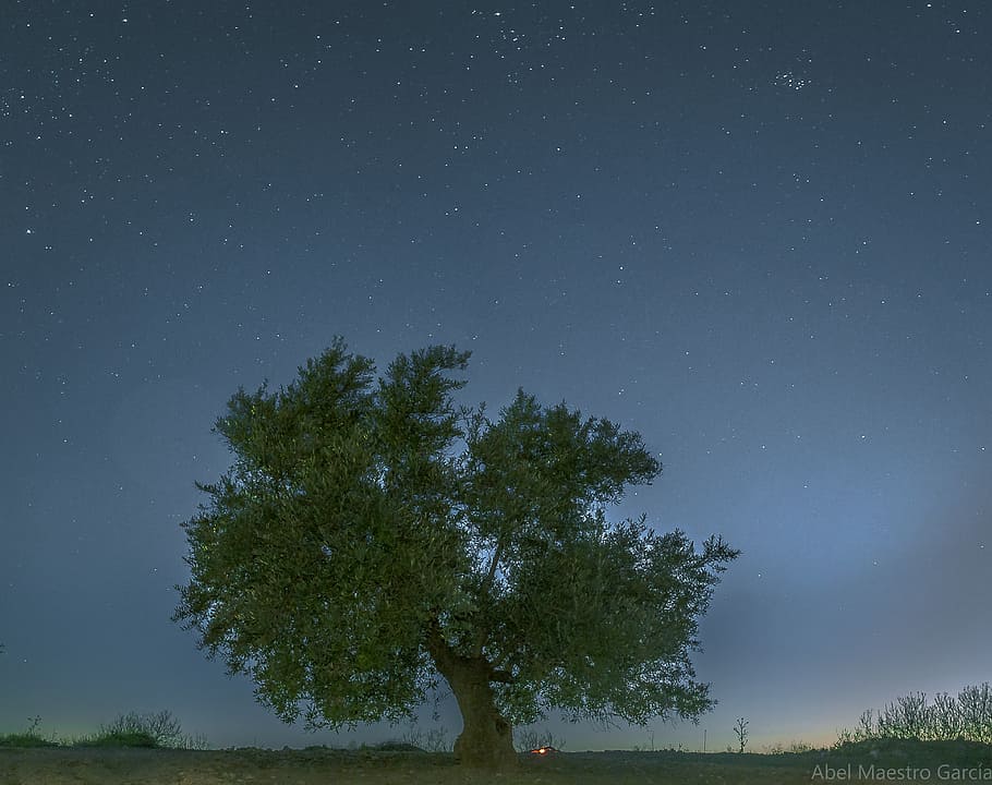 Jaén, árbol de hojas verdes, árbol, estrella - espacio, cielo, planta, espacio, noche, astronomía, paisajes - naturaleza