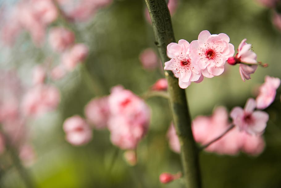 桃の花, 春, 重慶, 花, 開花植物, ピンク色, 植物, 鮮度, 自然の美しさ, もろさ