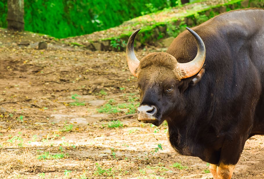 bison, indian bison, wild, animal, bull, animal themes, mammal, domestic animals, livestock, animal wildlife