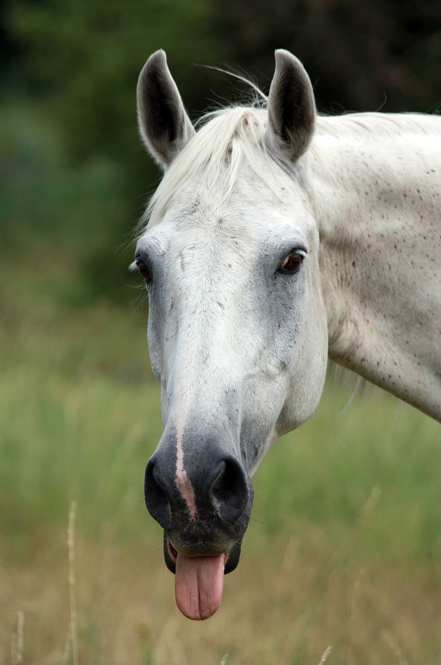 caballo blanco, caballo, lengua, hurgando, fuera, pegado, gracioso, cara, retrato, animal