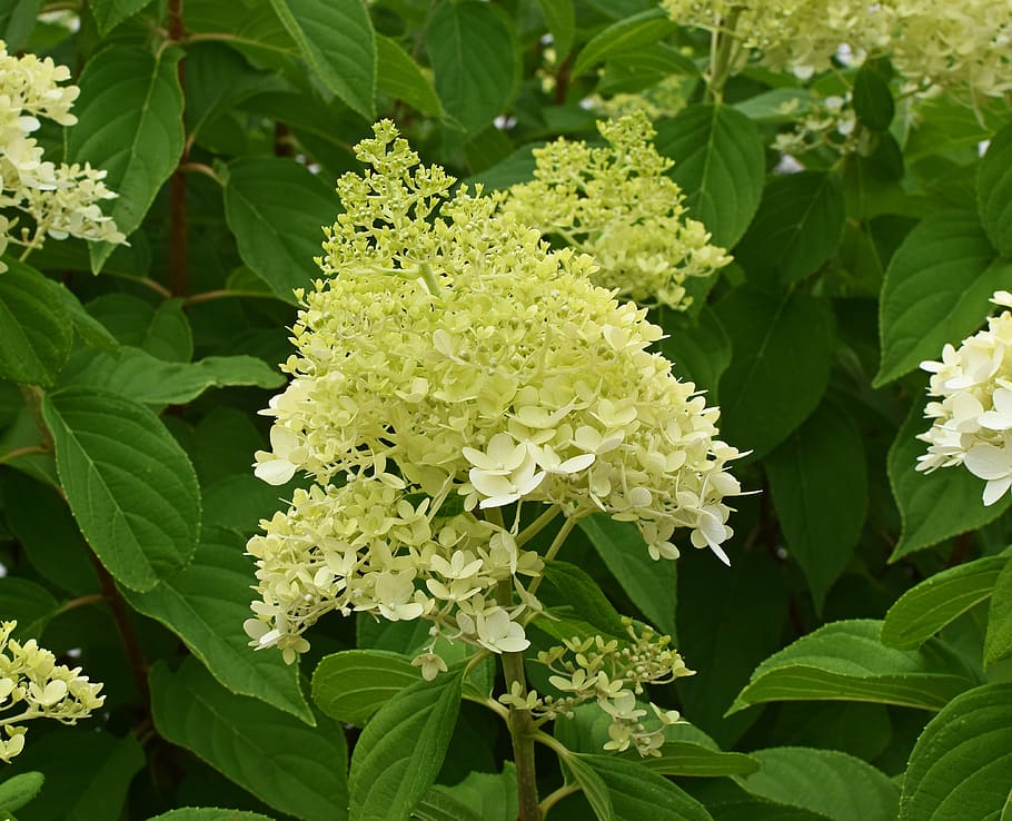 hortensia amarilla, hortensia, flores, flor, floración, planta, jardín,  primavera, naturaleza, hojas | Pxfuel