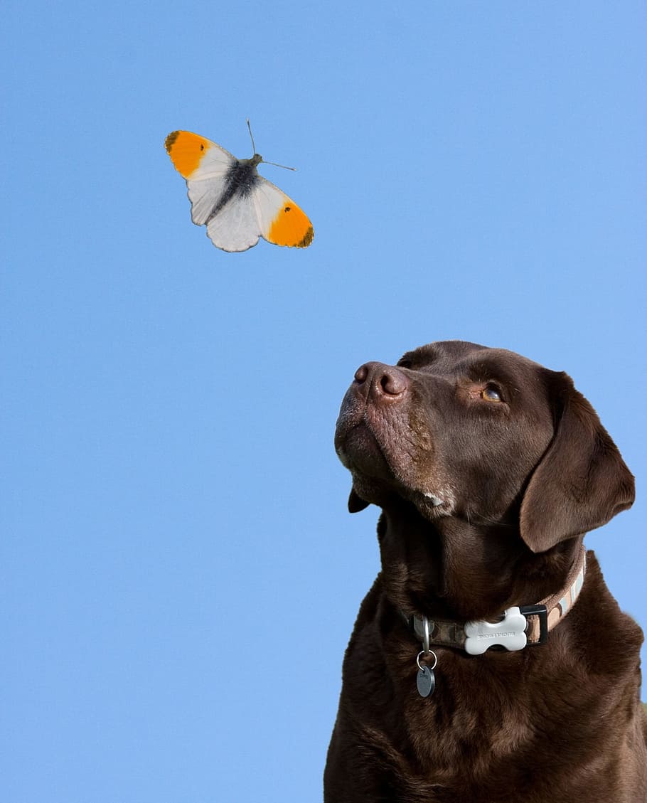 adult chocolate labrador retriever, dog, butterfly, blue sky, sky, animal, nature, beautiful, labrador, labrador retriever