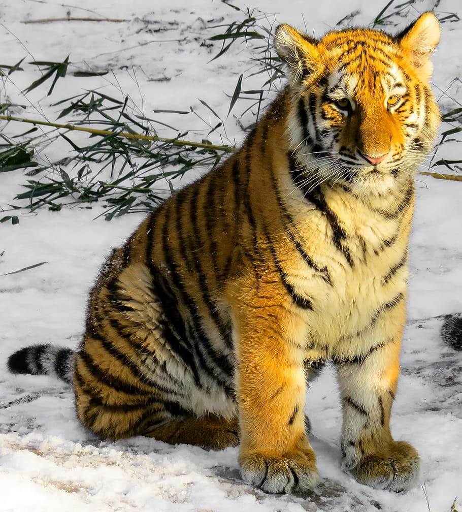 tiger, sitting, ice-covered road, Bengal Tiger, tiger cub, cat, young animal, nuremberg, wild, winter