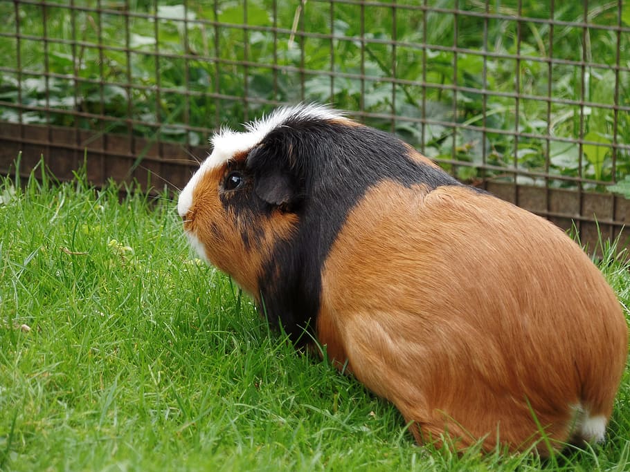 Guinea Pig, Rodent, Sea ​​Pig, House, sea ​​pig house, sweet, cute, small animals, three coloured, smooth hair