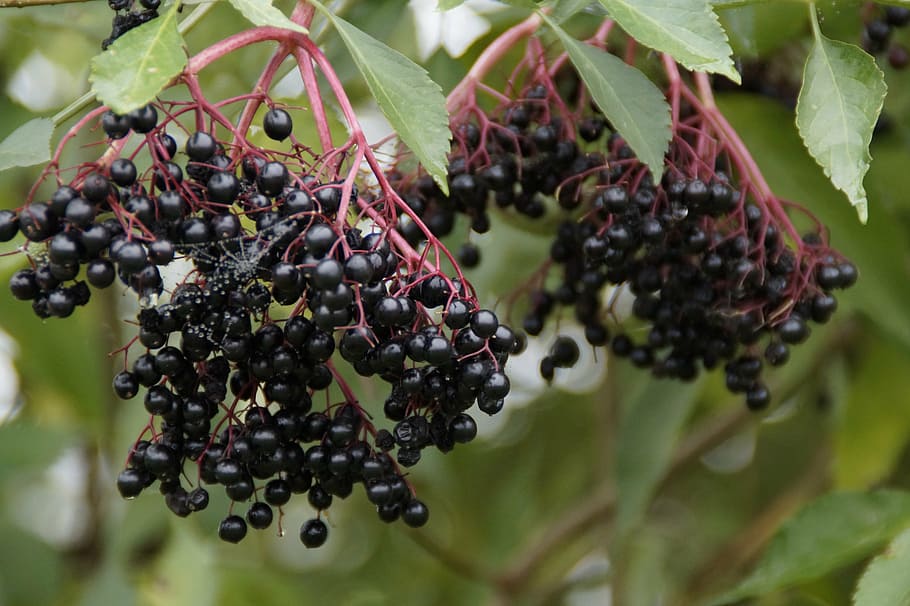 tua, elderberry hitam, elderberry, berry, matang, manis, musim gugur, akhir musim panas, makanan dan minuman, buah