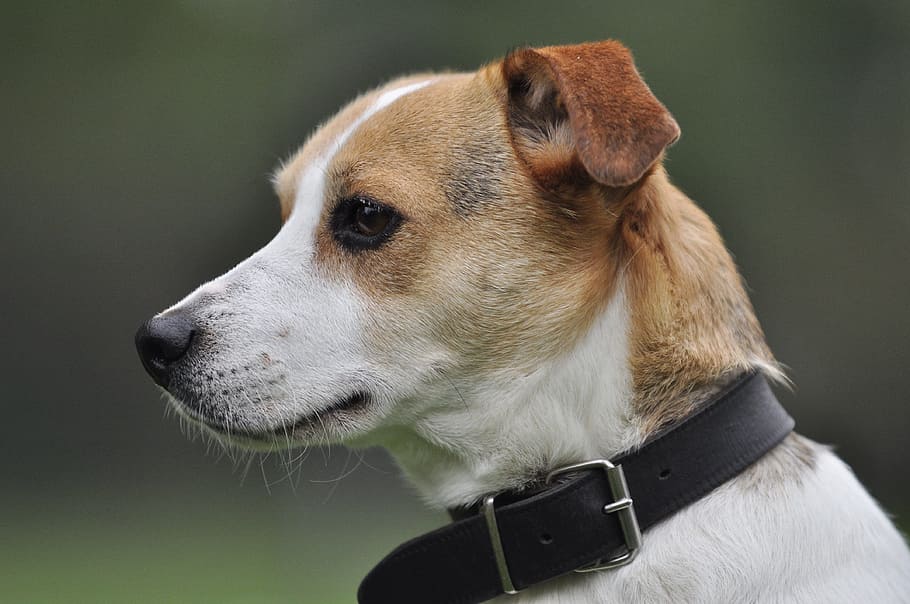 close-up photography, tan, white, jack, russell terrier, dog, close up, terrier, pet, jack russel