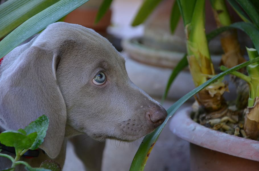 селективный, сфокусировать фото, мышино-серый щенок веймаранера, нюхание, зеленый, листовое растение, горшок, собака, щенок, гончая