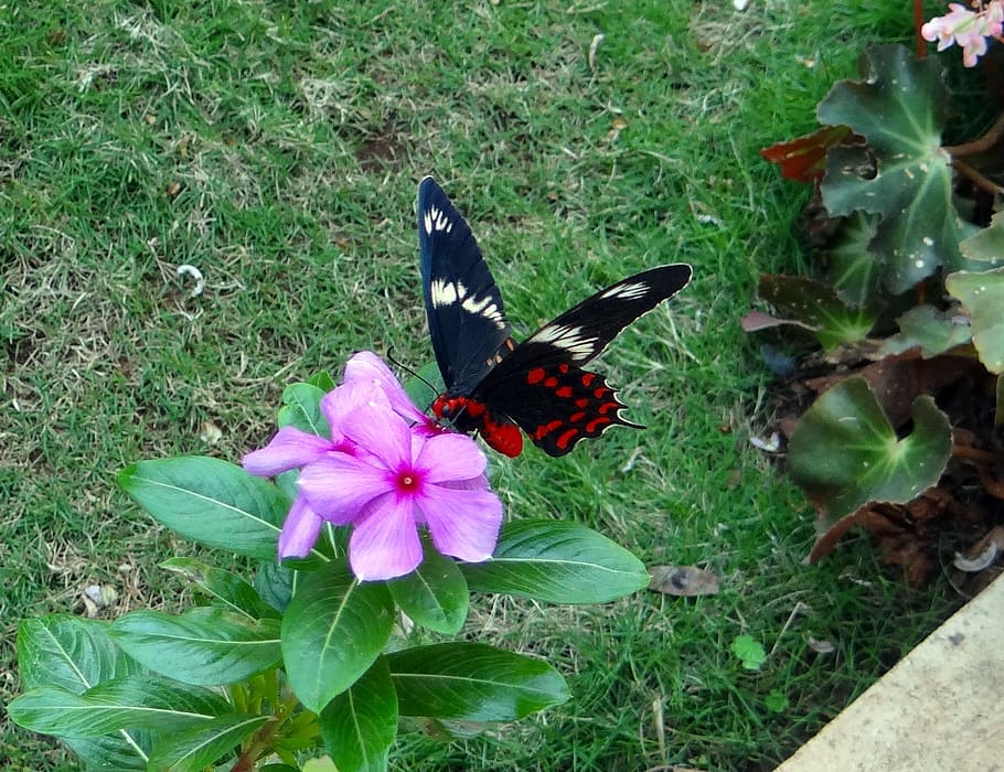 mawar merah, kupu-kupu, pachliopta hector, kupu-kupu swallowtail, dharwad, india, bunga, tanaman berbunga, menanam, keindahan di alam
