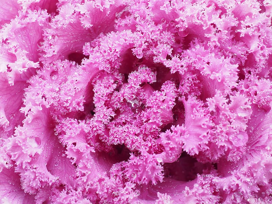 fotografi makro, warna merah muda, zat, kubis hias, daun, kraus, fraktalähnlich, fraktal, sayuran hias, tanaman hias