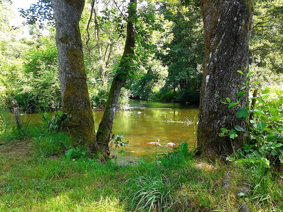 río rönne, agua, sentido, paz, bosque, parque, verano, árbol, planta, tronco de árbol