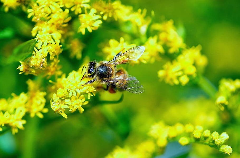 bee-macro-daisy-yellow.jpg