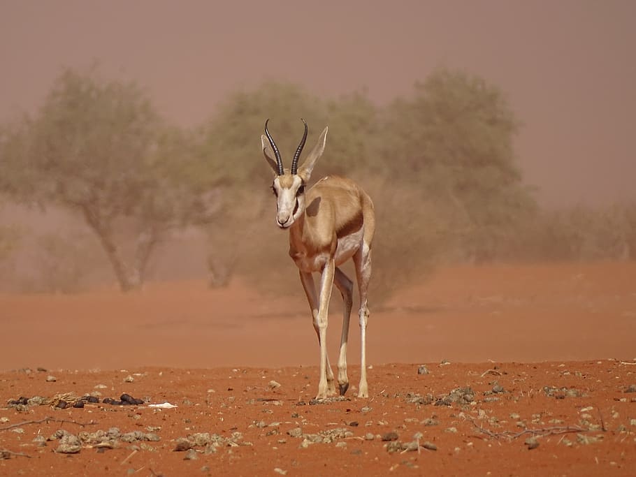sandstorm, kalahari, roter sand, namibia, gazelle, animal world, africa, hot, desert landscape, animal