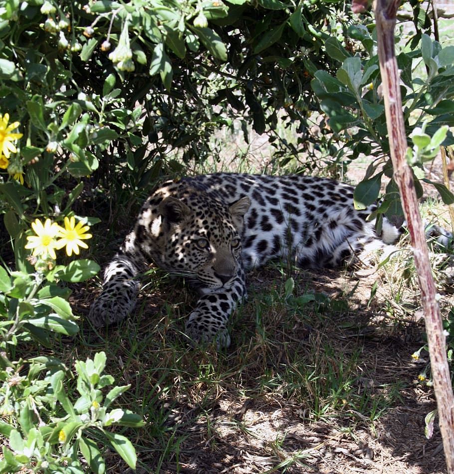 south, africa, South Africa, Garden Route, tenikwa wild life centre, leopard, cub, animal predator, rehabilitation, endangered