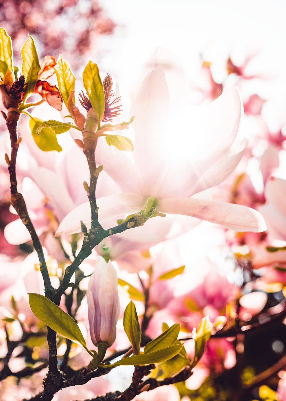 magnolia, kemegahan, berwarna merah muda, musim semi, alam, magnolia blossom, pohon, menanam, magnoliengewaechs, bunga-bunga