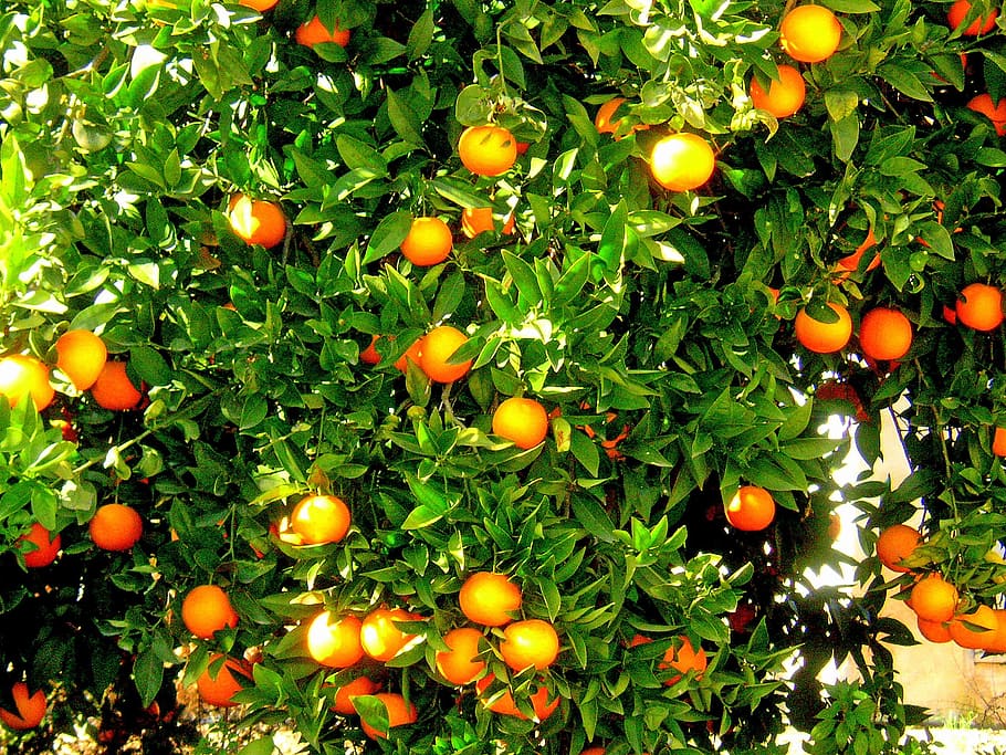 orange fruit tree, oranges, fruit, orange tree, spain, orange, produce, growing, plantation, tree