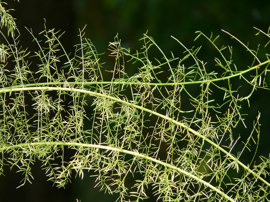 Asparagus Fern, Asparagus Densiflorus, ornamental plant, semi shrub, green, plant, green color, nature, growth, close-up