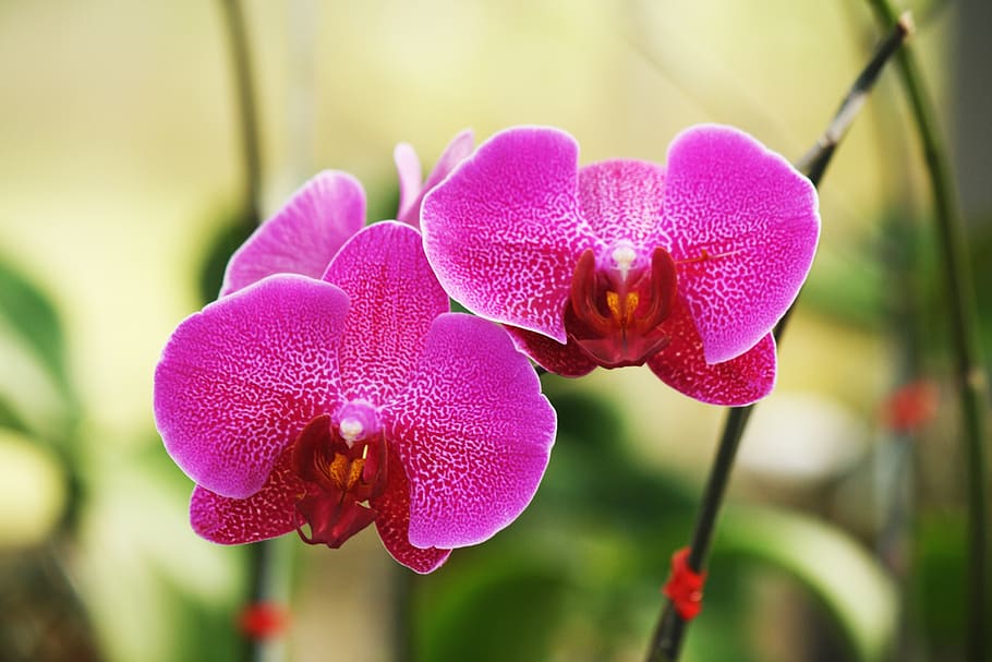 orquídea, flor, flores, orquídea rosa, mariposa Orquídea, natureza, planta, pétala, flor Cabeça, botânica