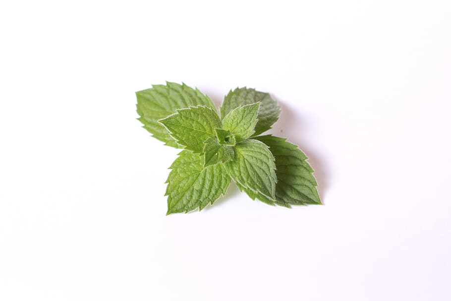 green mint leaf, mint, food, tea, green, leaf, plant part, herb, food and drink, green color