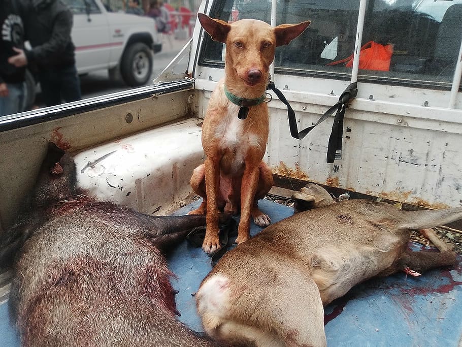 hunting dog, wild pig, roe deer, dead, hunting, blood, animal, mammal, farm, vertebrate