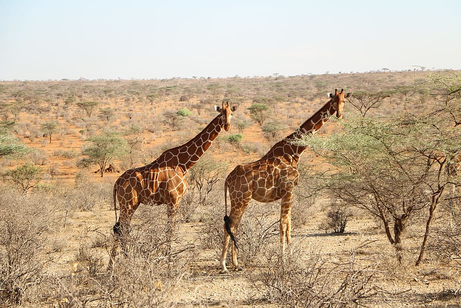 two giraffes ahead, giraffe, nature, safari, wildlife, savanna, animal, wild, mammal, animal wildlife