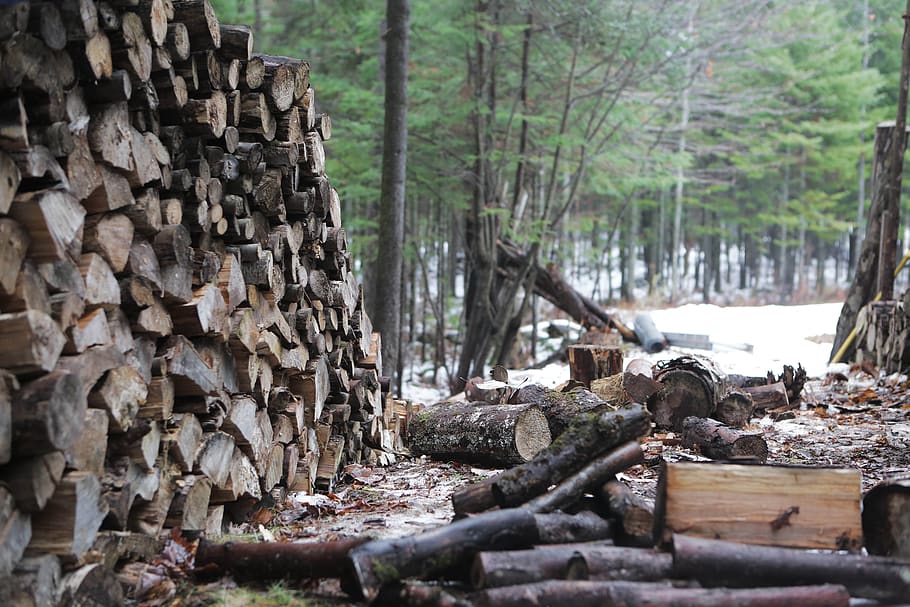 kayu, batang kayu, pohon, hutan, cabang, kulit kayu, salju, musim dingin, alam, bahan kayu