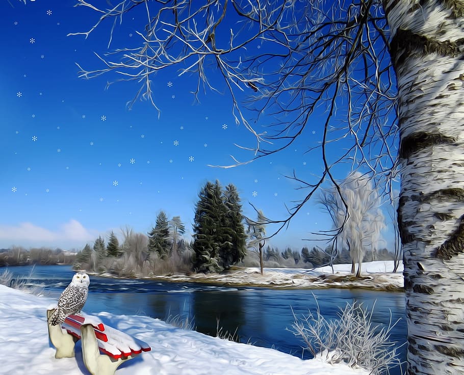 winter, snow, owl, birch, tree, bank, river, red, white, blue