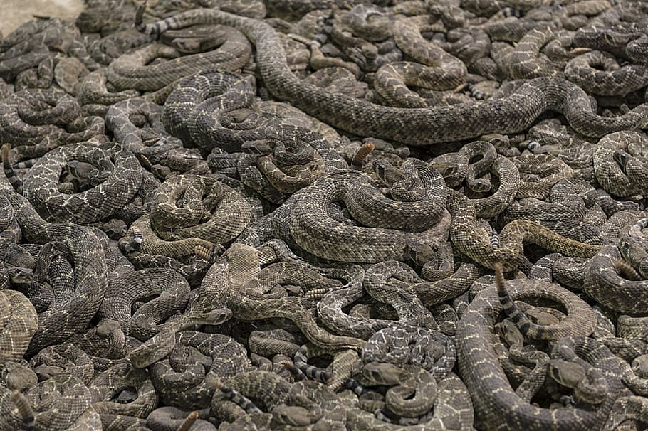 serpiente de cascabel gris, serpientes de cascabel, fosa, víboras, rodeo, venenosas, peligrosas, cazar, reptiles, mortales