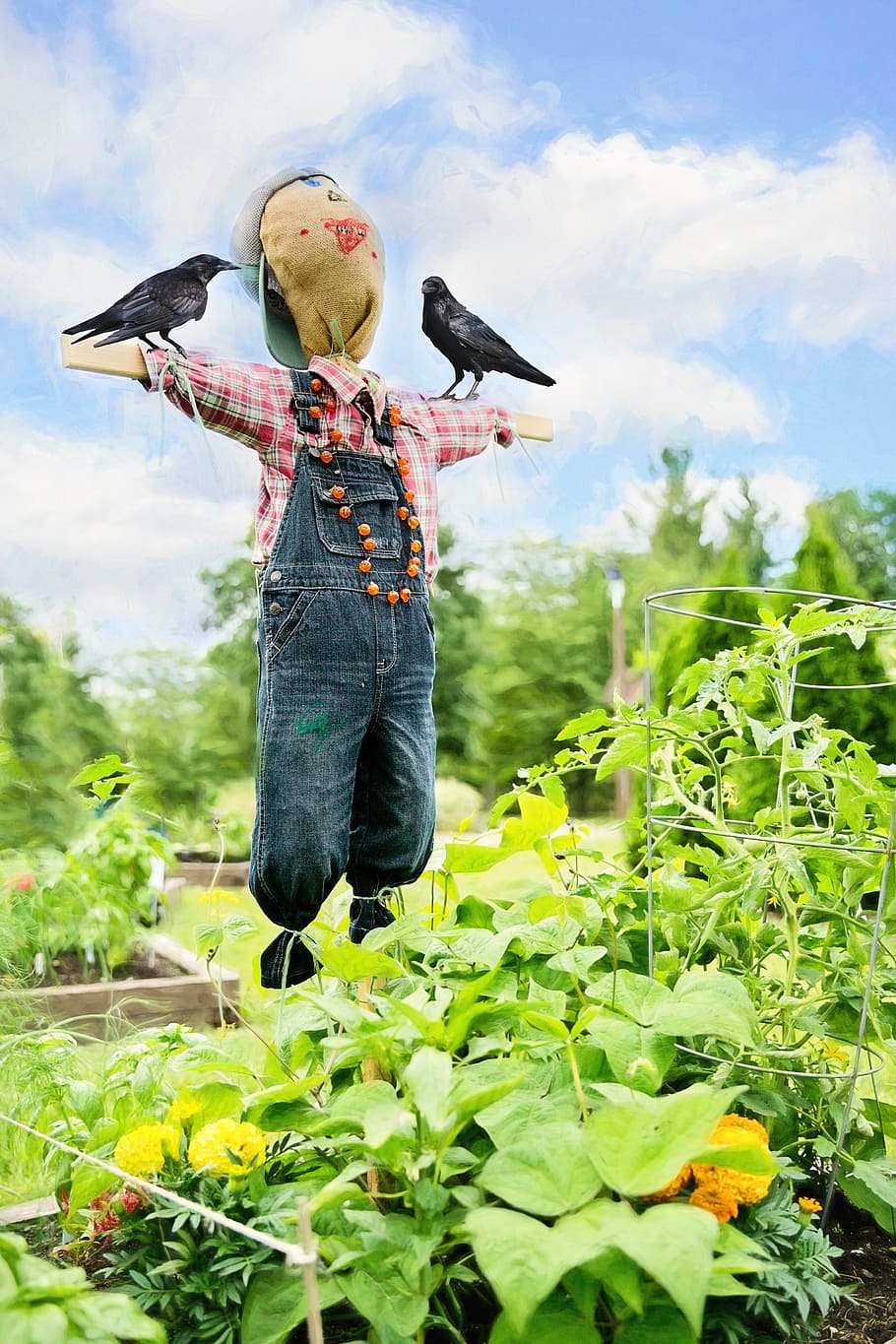 scarecrow, green, plants, daytime, scare crow, crows, garden, bird, decoration, raven
