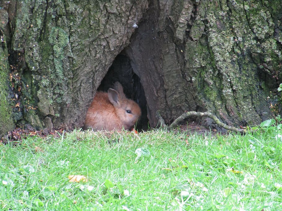 brown, rabbit, hiding, tree, baby rabbits, wild, animals, fauna, hiding place, carrot