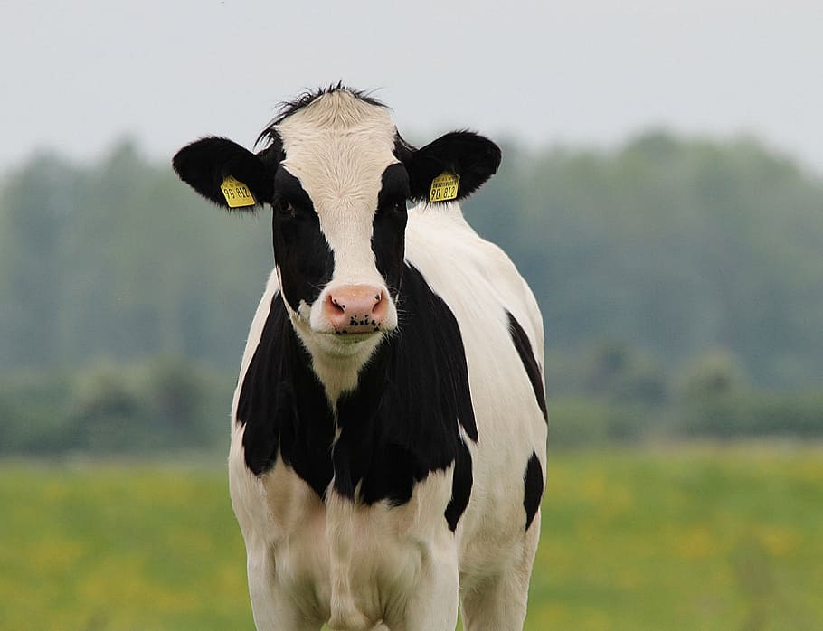 белый, черный, корова, говядина, крупный рогатый скот, голштинская, животное, сельское хозяйство, дойная корова, травоядные