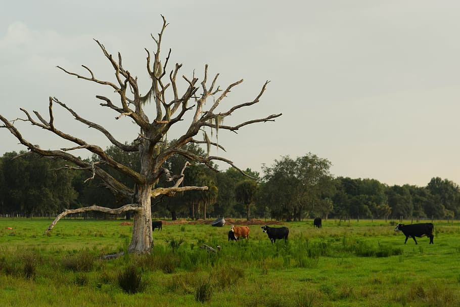 nature, trees, tree without leaves, animals, cows, grass, plains, plant, tree, animal