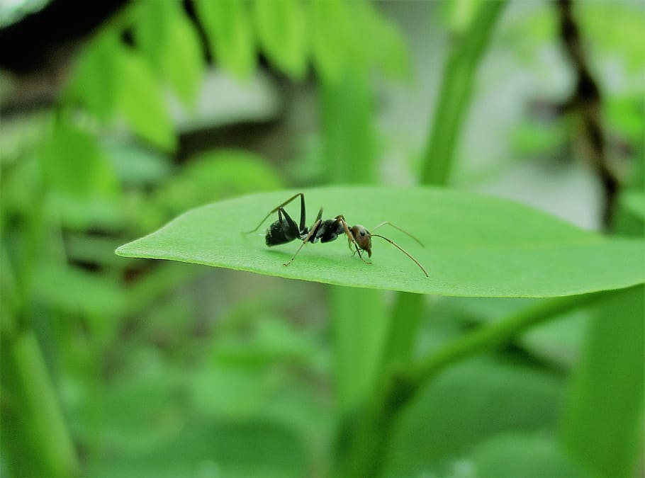hormiga, insecto, hormiga en la hoja, macro, naturaleza, hermosa, invertebrados, insectos, animales, temas de animales