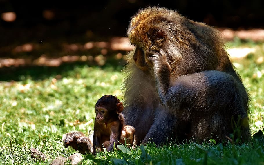 mono, mono bebé, mono barbary, especies en peligro de extinción, mono montaña salem, animal, animal salvaje, zoológico, primate, mamífero