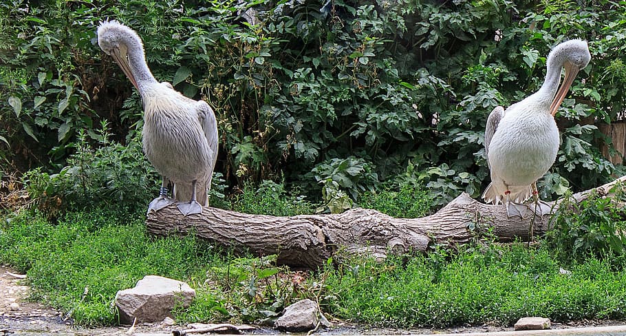 dalmatian pelican, pelikan, water bird, spring dress, sit, zoo, wing, animals, zoo animal, for two