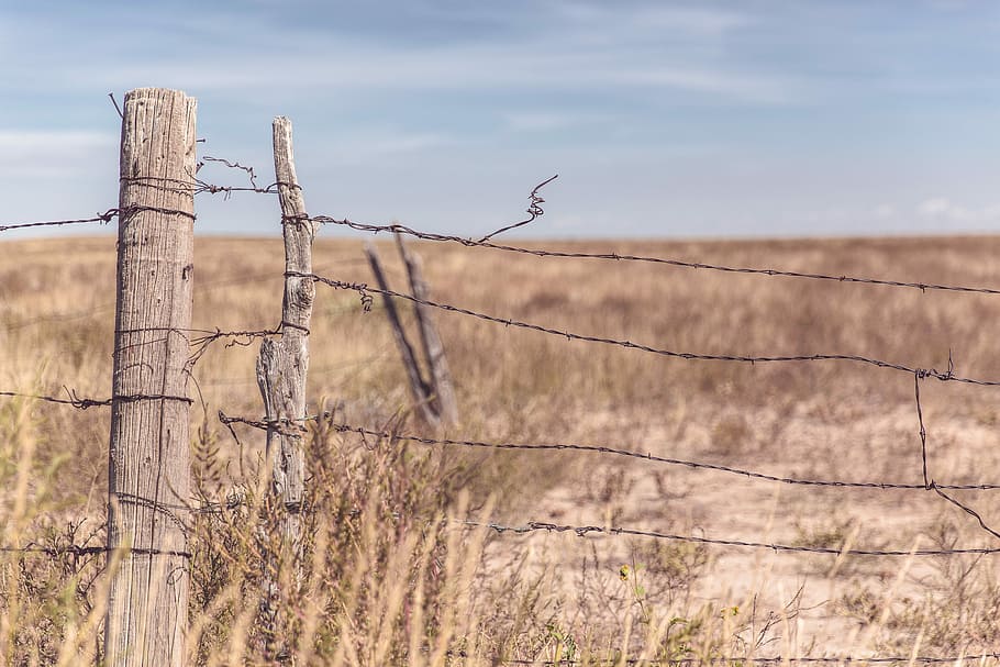 barbwire fence, barbwire, fence, nature, lazy, barbed, wire, field, meadow, barren